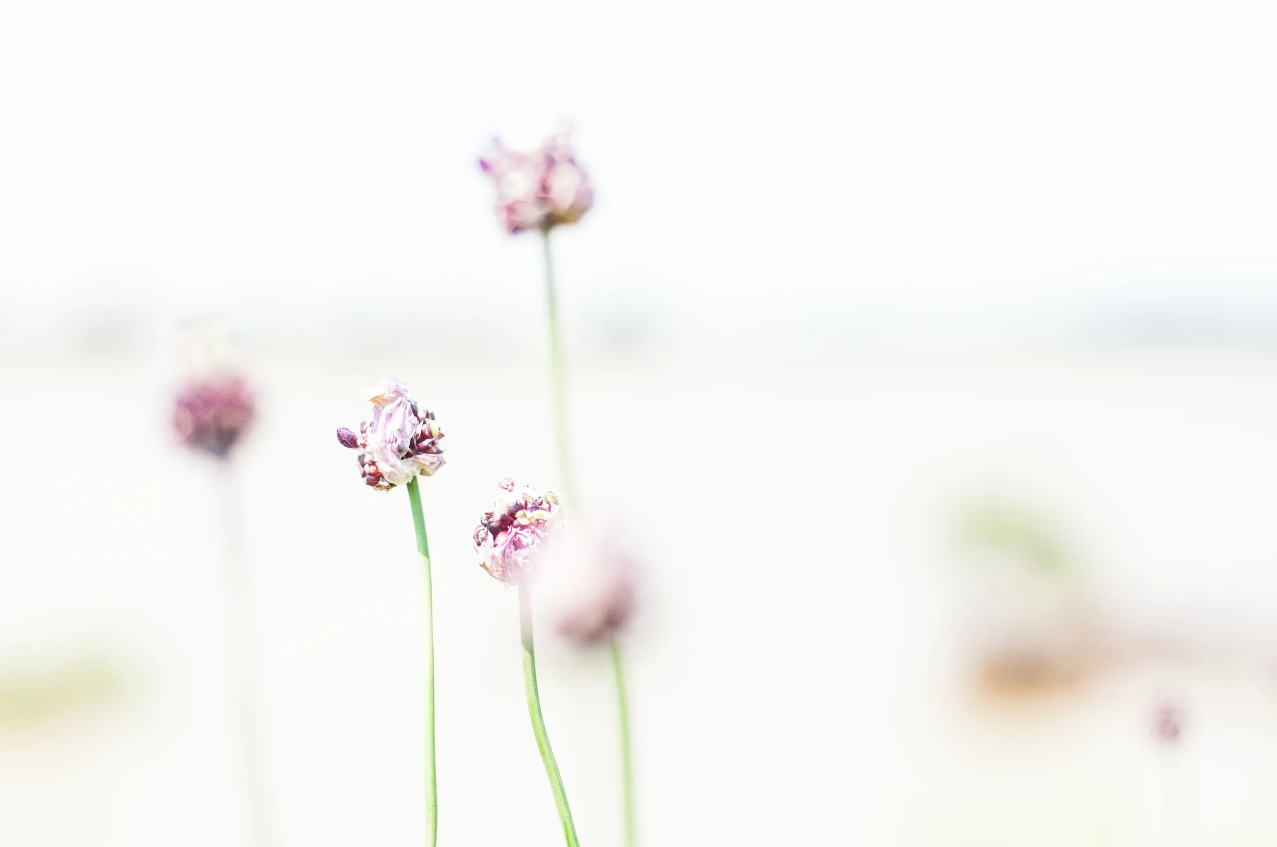 Mehrere pinkfarbene Blumen auf dünnen grünen Stängeln vor hellem, unscharfem Hintergrund.
