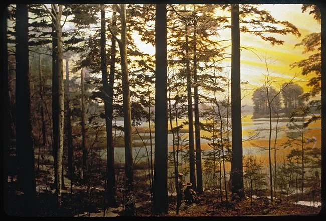 HF_2008_Diorama13aHarvardPondOldGrowth1_JG-X5.jpg
