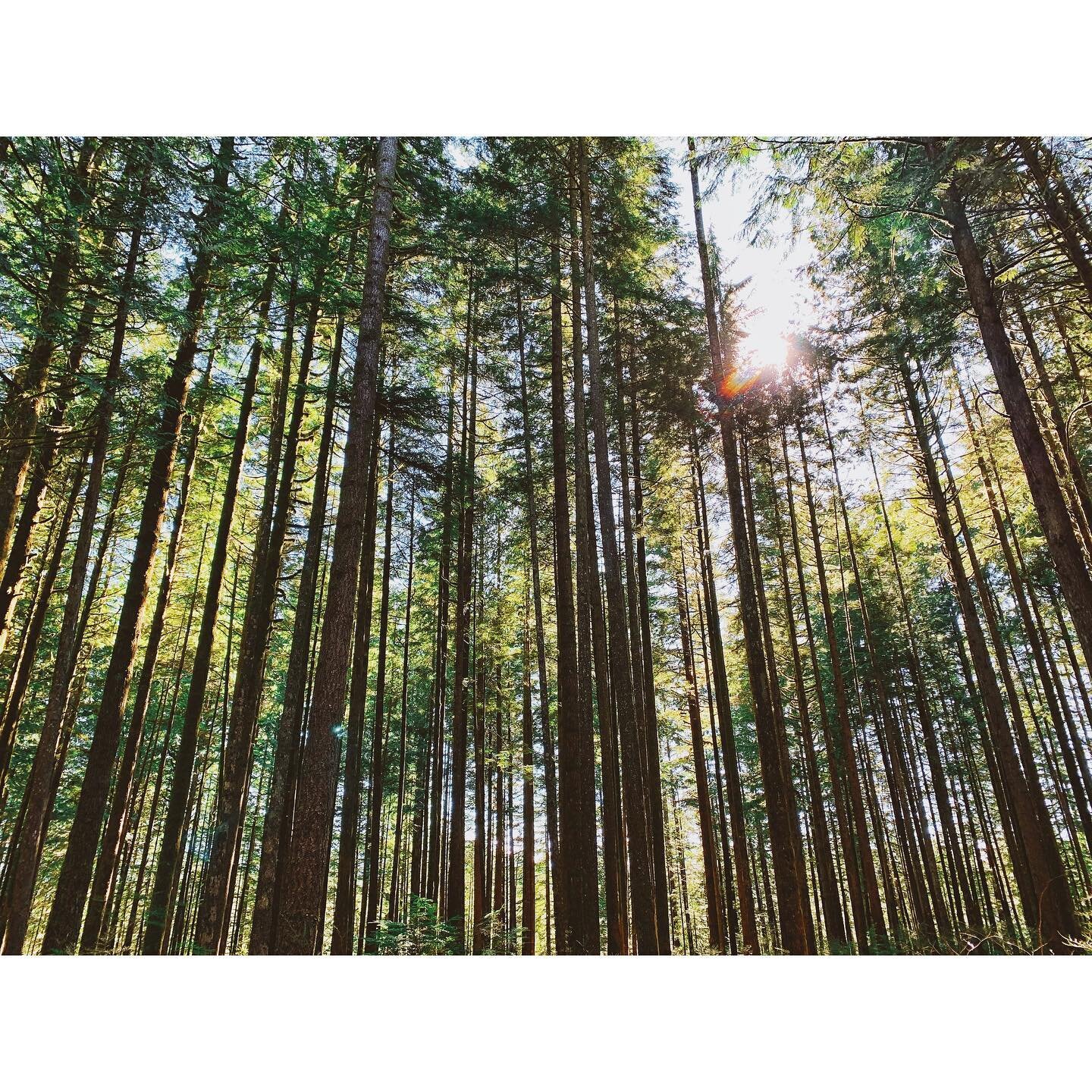mossy wooded wonderland. #spireanaturetrail #goldenears #hike #solitude #toweringtrees #bcisbeautiful