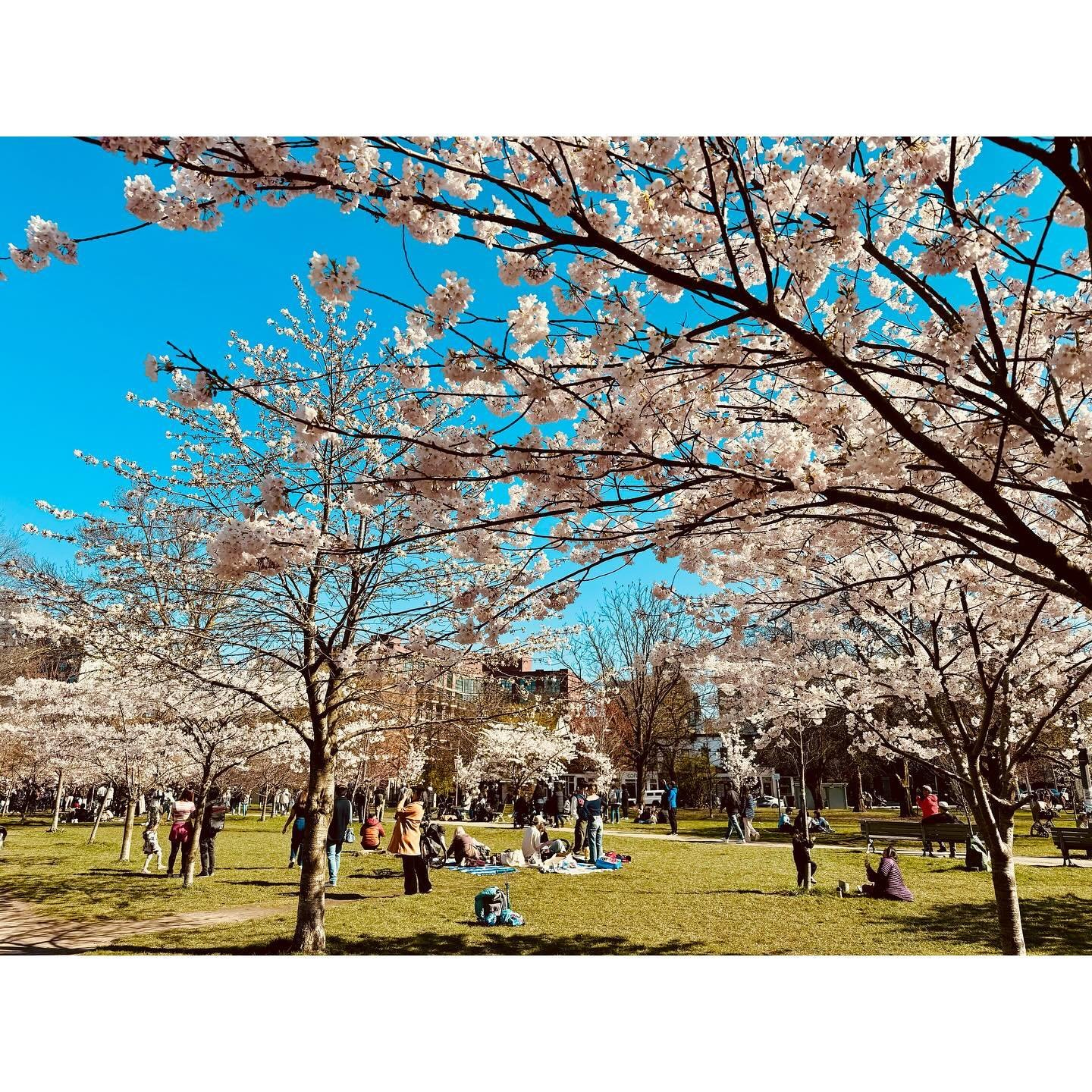 hana no kage 
aka no tanin wa 
nakari keri

Under the cherry blossoms
strangers are not
really strangers 
 - Kobayashi Issa 

#sakura #cherryblossoms #haiku #trinitybellwoods
