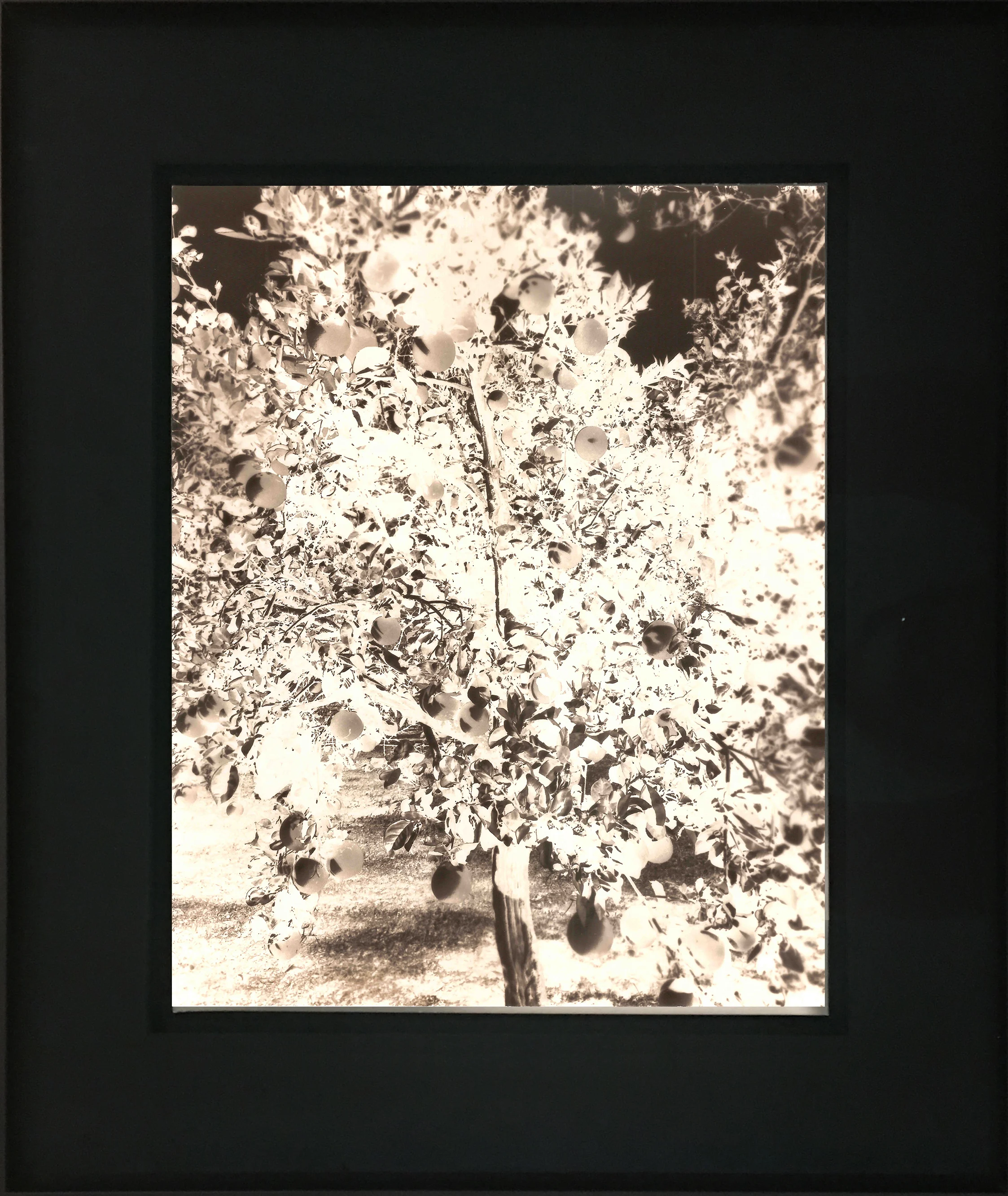 Lime Tree.jpg