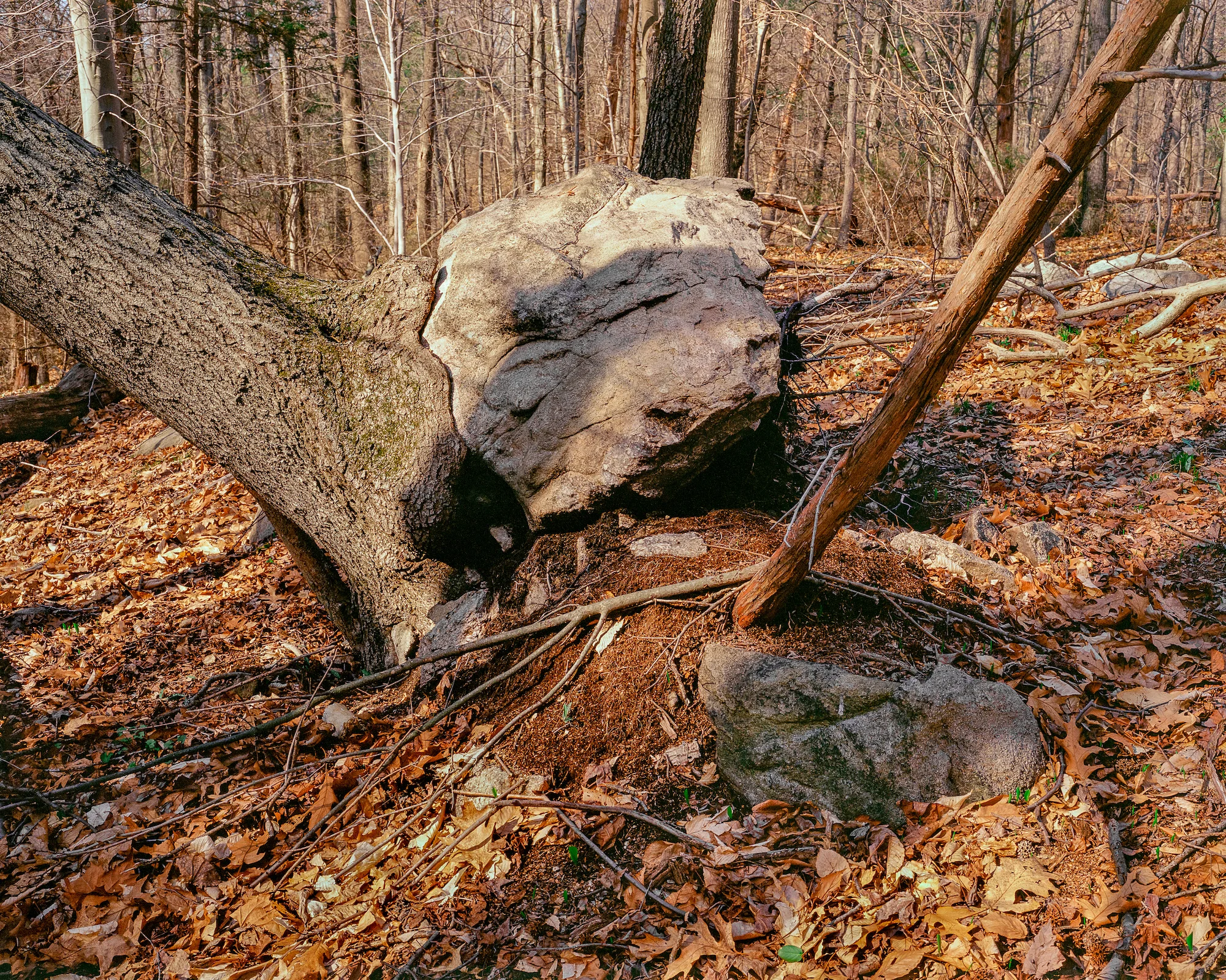 Rock Broken by Tree, 2019 Archival inkjet print, 60 x 74.5 inches, edition of 5 + 2 A/P