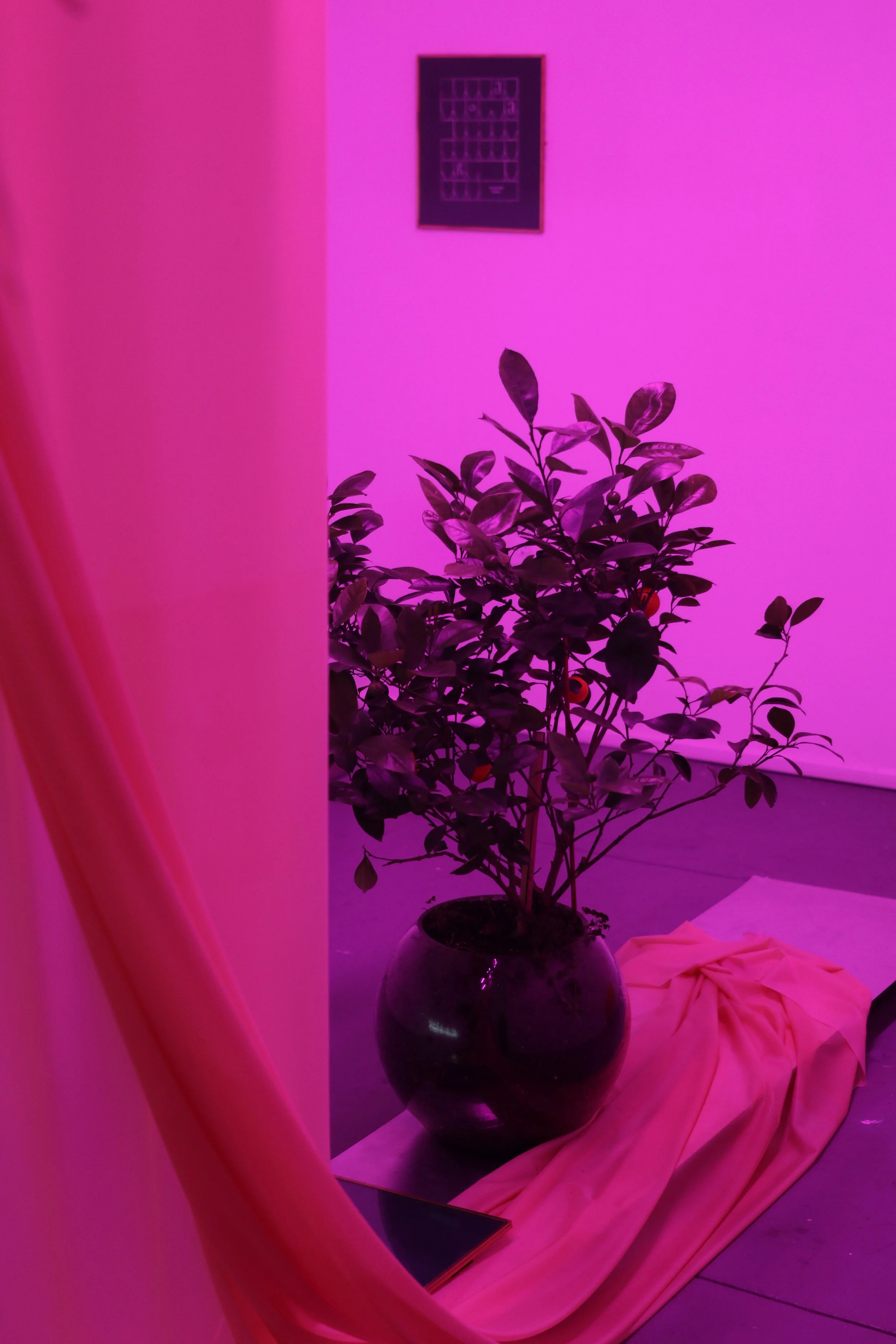 12. Levan Mindiashvili.JPG