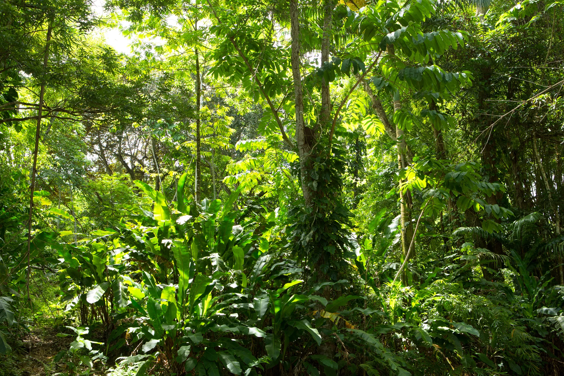 Jungle I, 2013 // 80 cm x 120 cm