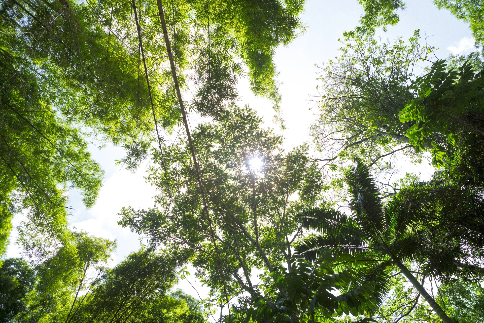 Jungle III, 2013 // 80 cm x 120 cm