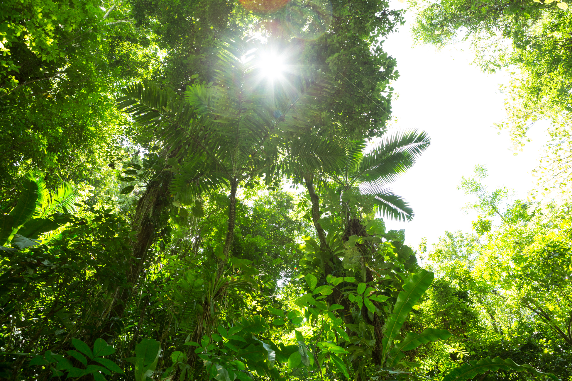 Jungle VI, 2013 // 80 cm x 120 cm