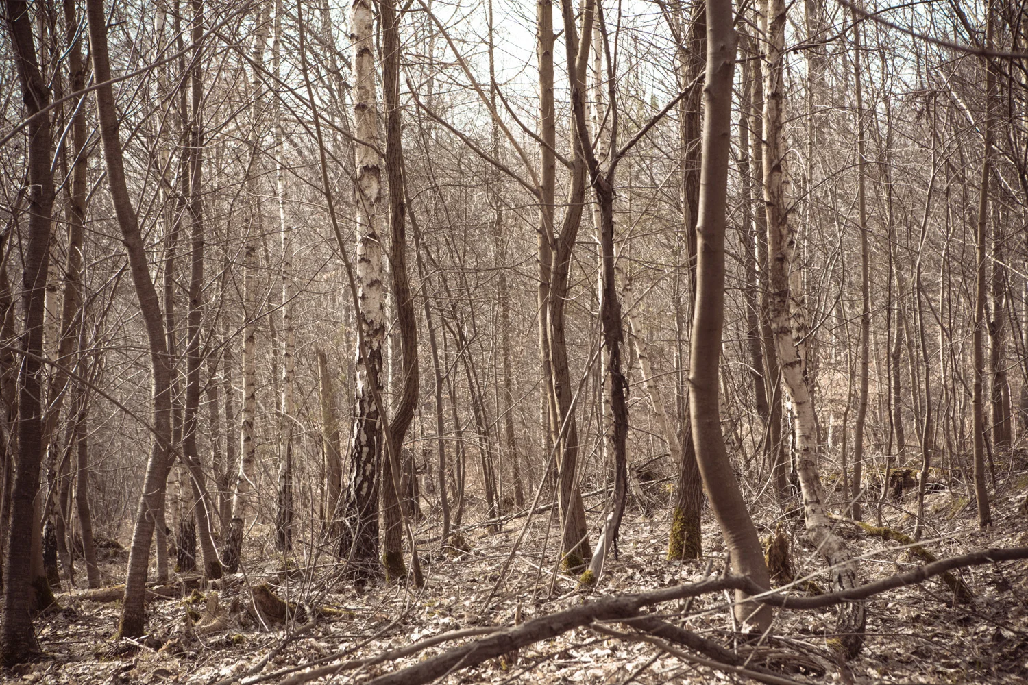 039_Landscapes.jpg