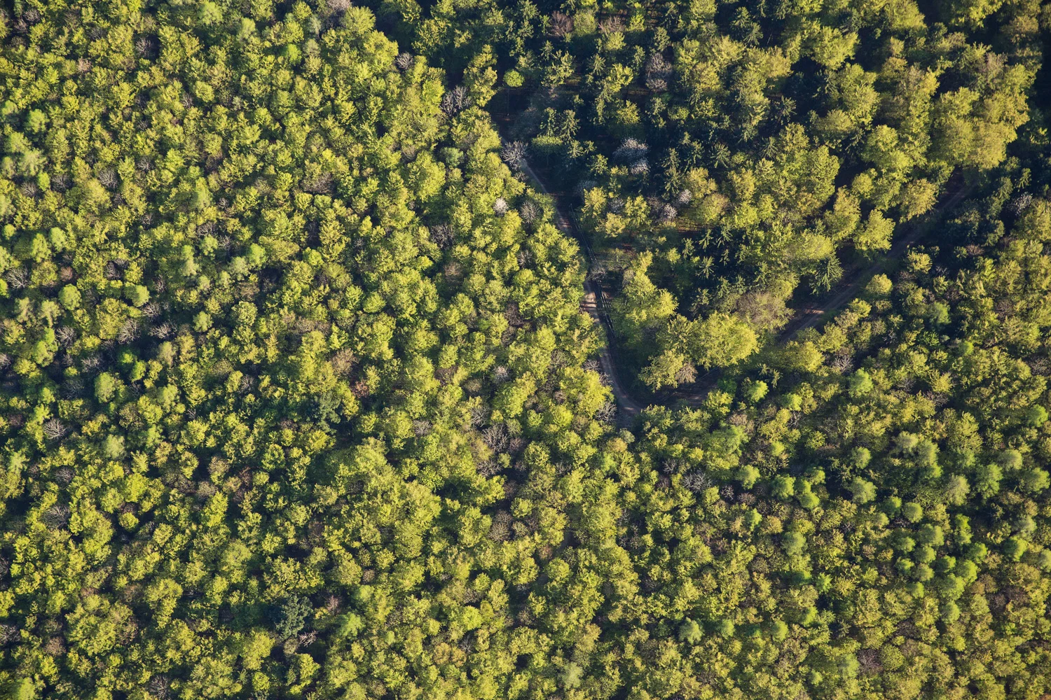 Treetops I, 2016 // 80 cm x 120 cm