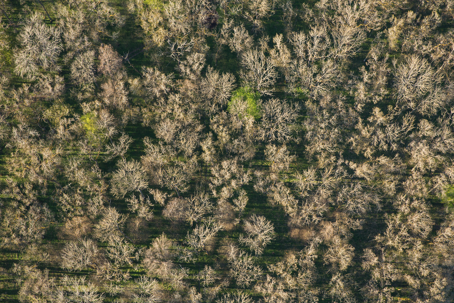  Treetops - Survey #3, 2016 //  80 cm x 120 cm  