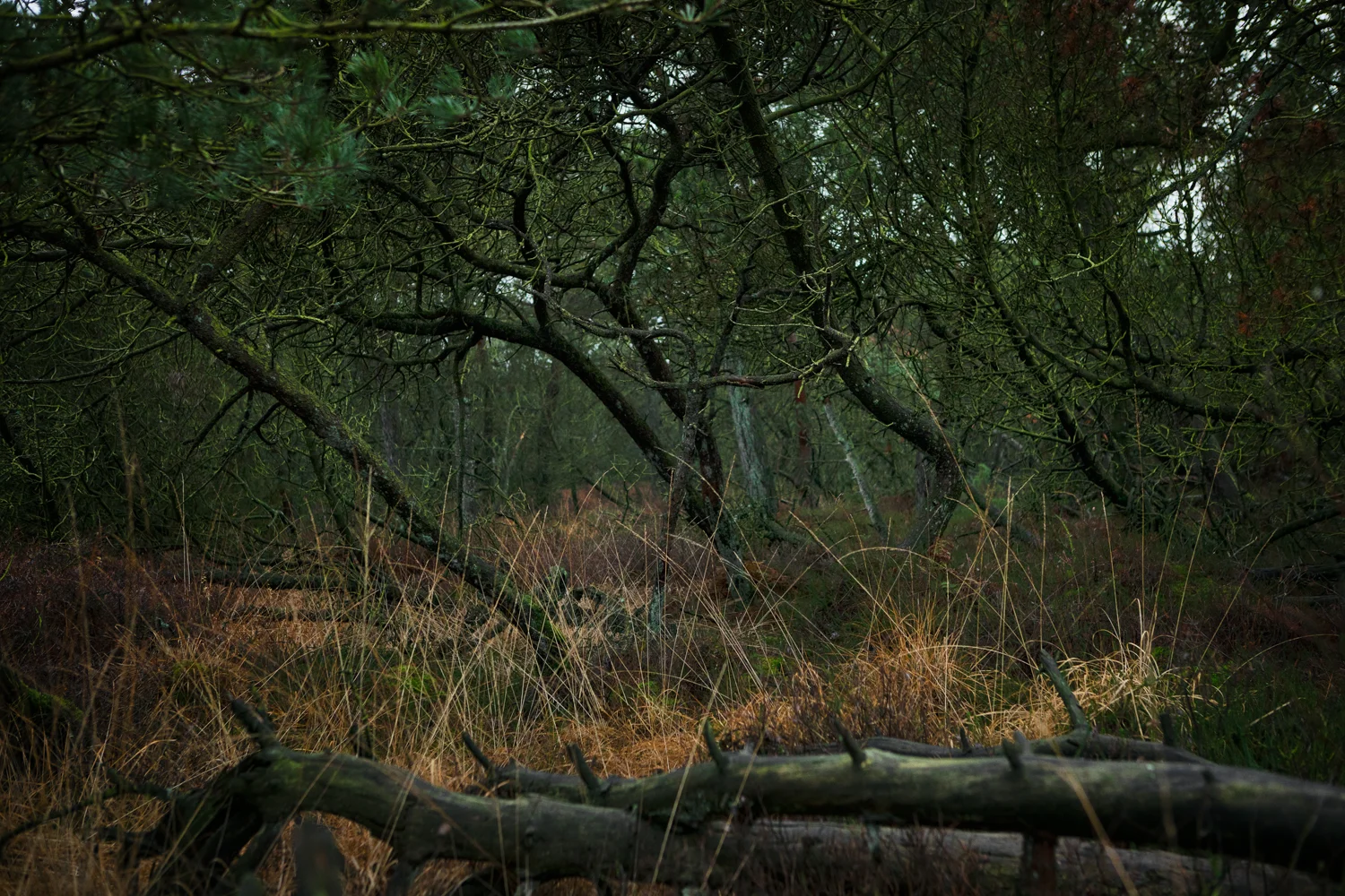 088_Landscapes.jpg