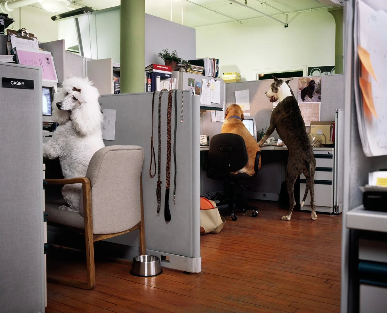 Dog Office