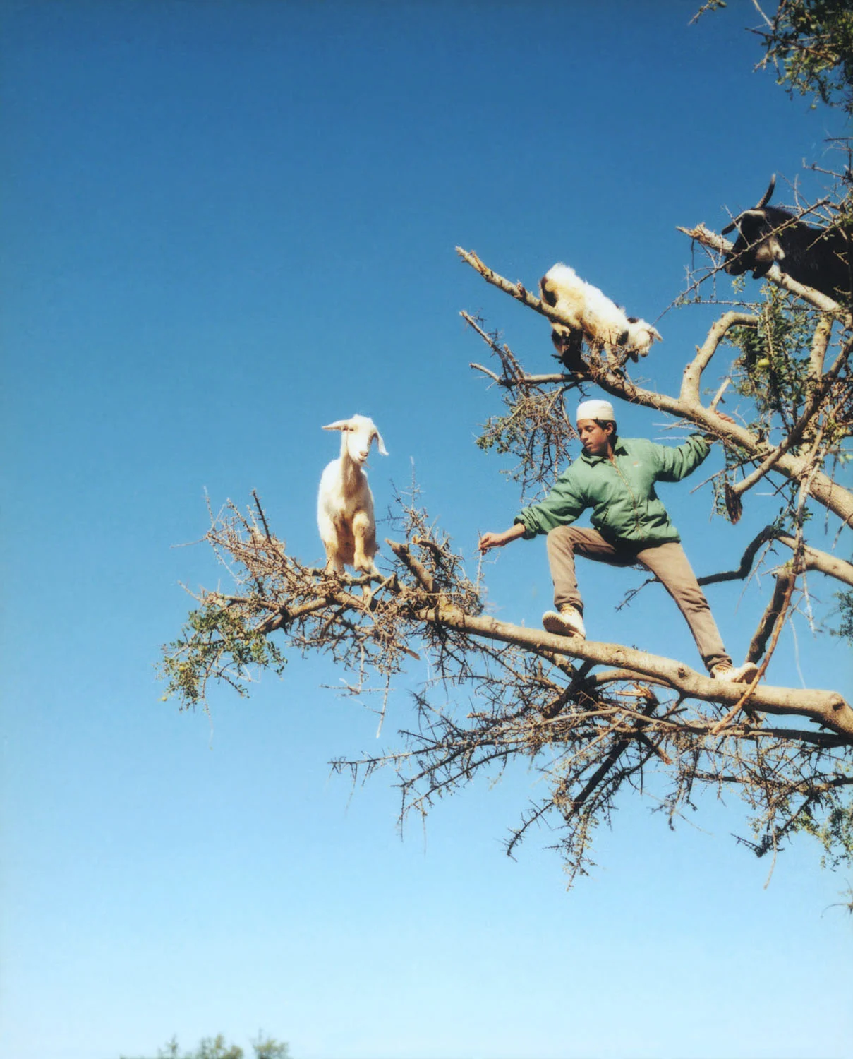 Goat Herder, Morocco