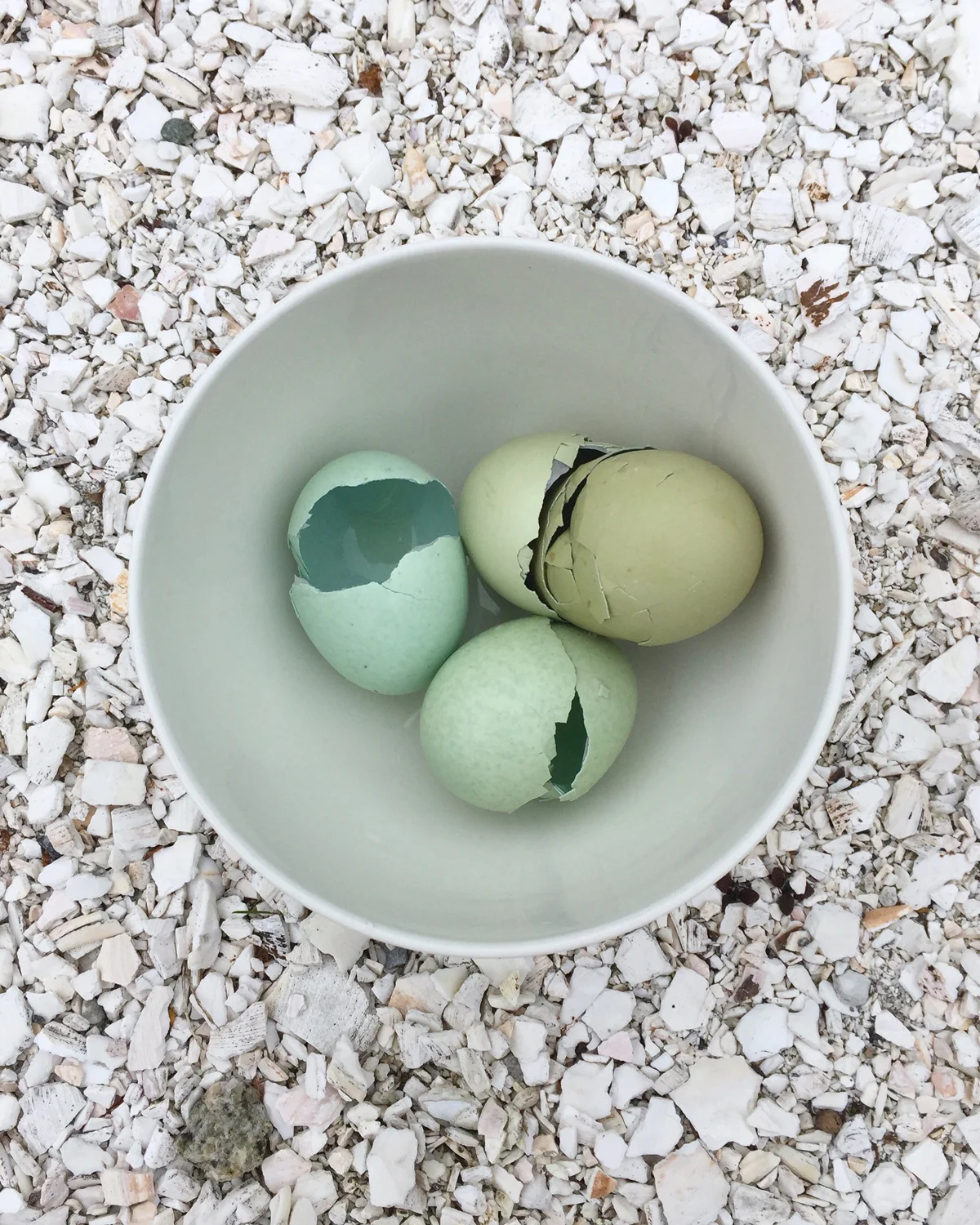 Araucana Eggs, Rhode Island