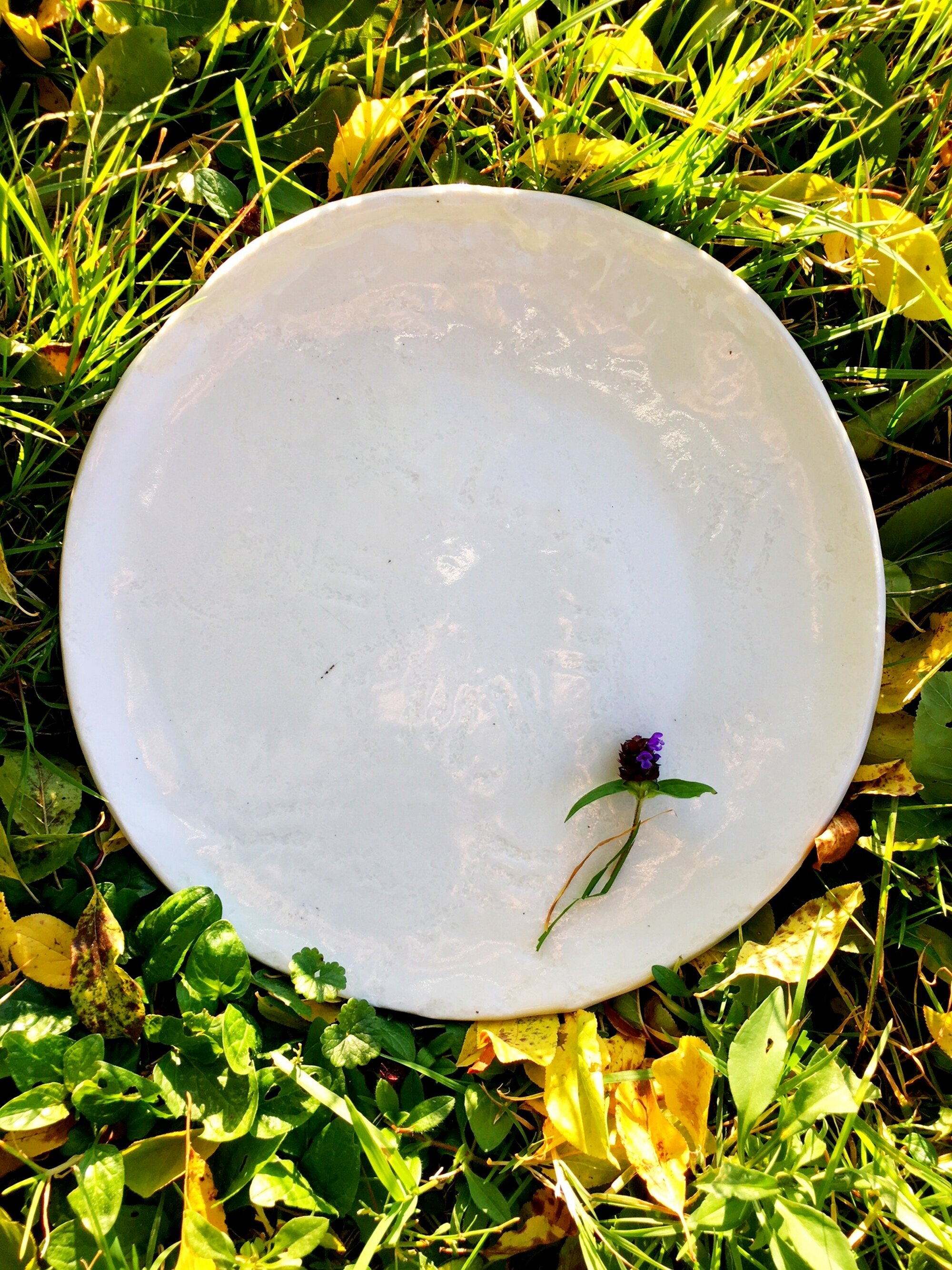 Lace large 1 plate 2k.JPG