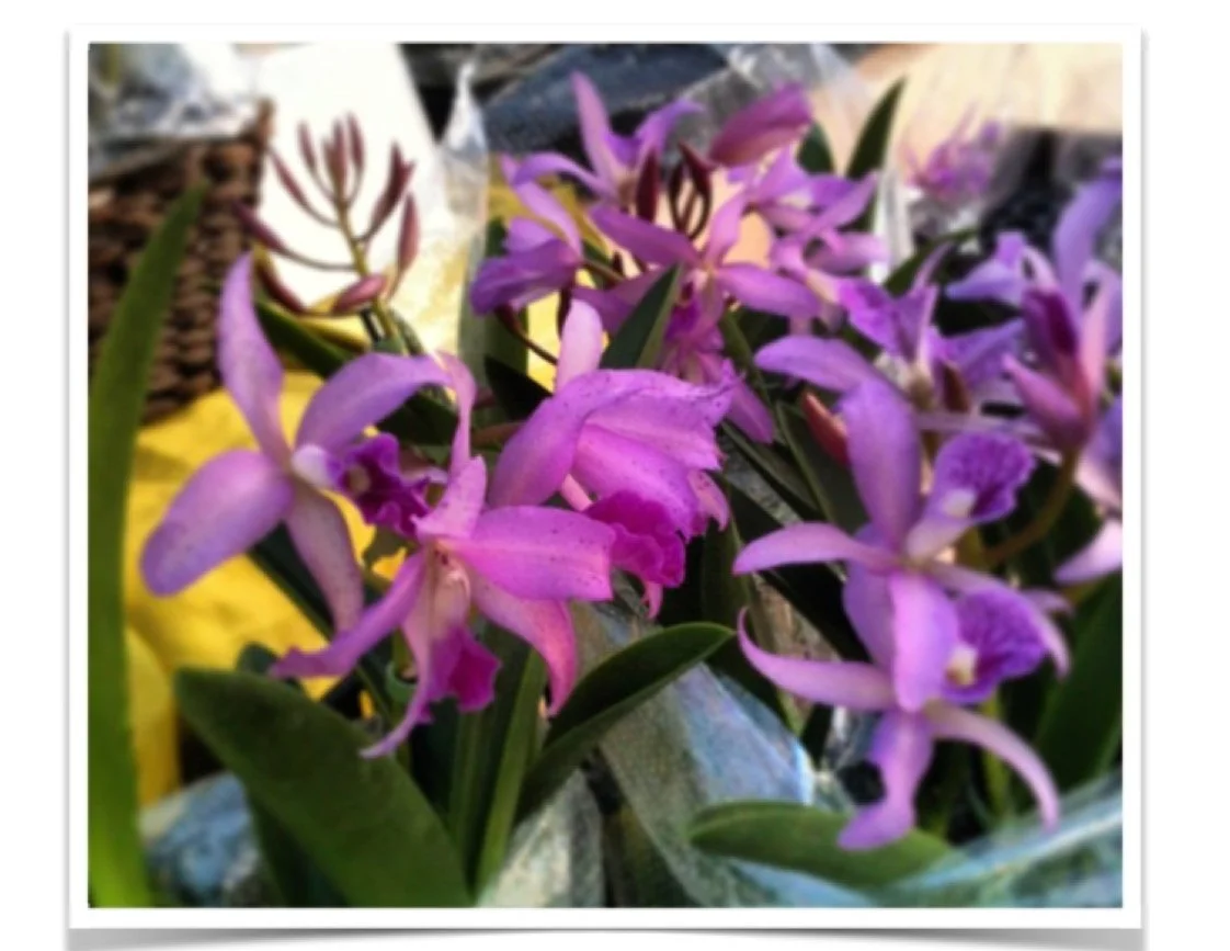 Cosgrove Cymbidium Co