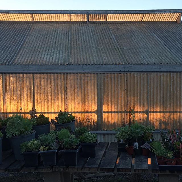 Late afternoon glow at the nursery 🌅