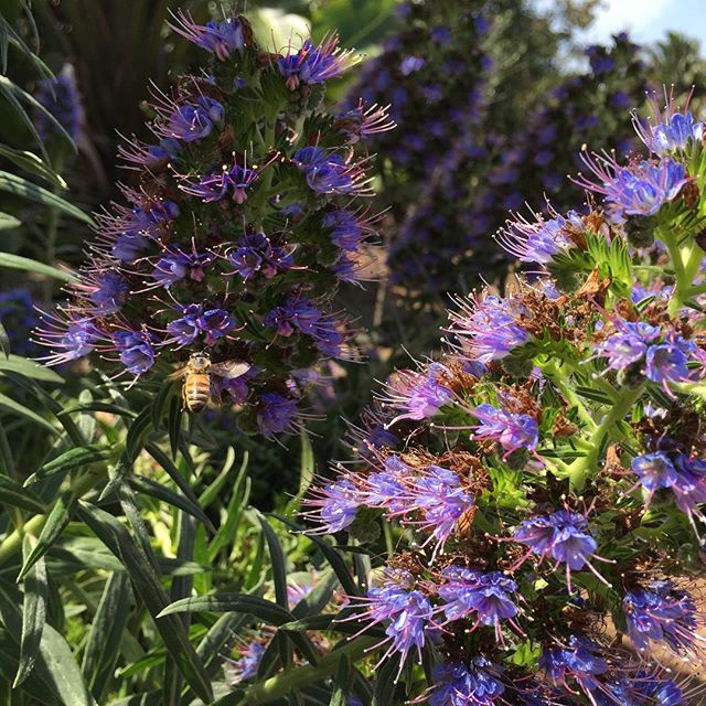 Spring time! 🌸🐝
Stop by our nursery to see what's in bloom.
Spring/Summer hours: Tues-Fri, 10 AM - 6 PM
1200 Saxony Rd.
Encinitas, Ca 92024
.
.
.
.
.
#busyasabee #prideofmadera #cosgroveorchids #wegrowwhatwesell