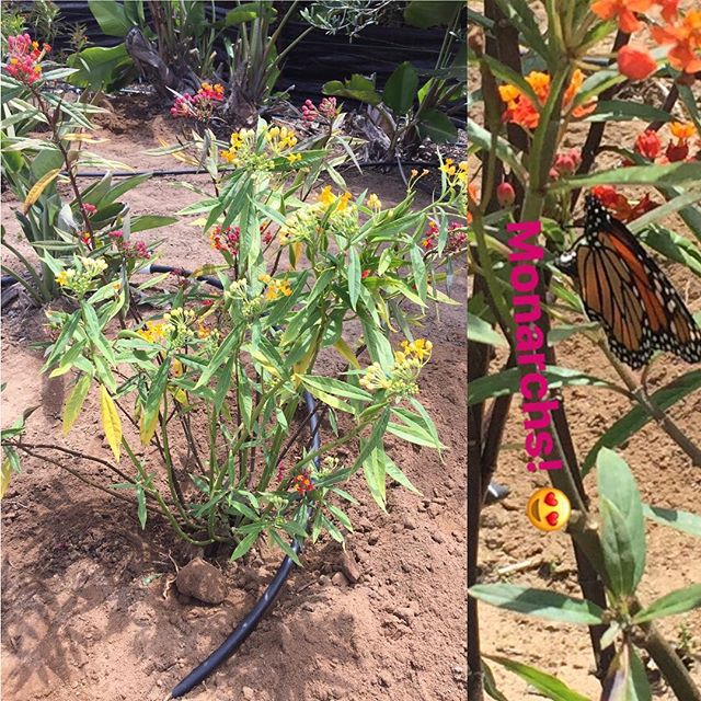 Want more butterflies in your life? The Monarch butterflies are just now starting to appear here at the nursery and we have milkweed plants now available for limited time. 
In Southern California, these plants are a necessary component for the monarc