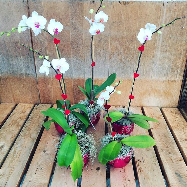 Happy Valentines Day!!!!
#sayitwithflower #phalaenopsis #orchids #locallyproduced #Leucadia #valentinesdaygifts