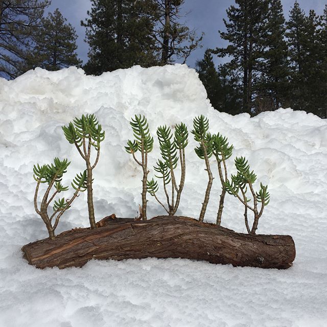 Keep the winter vibes rolling into the spring and summer this season with our Juniper Succulent Logs. We grow and fabricate each log by hand on our nursery in Encinitas start to finish. We planted succulent Crassula &ldquo;Pine Tree&rdquo; for these 