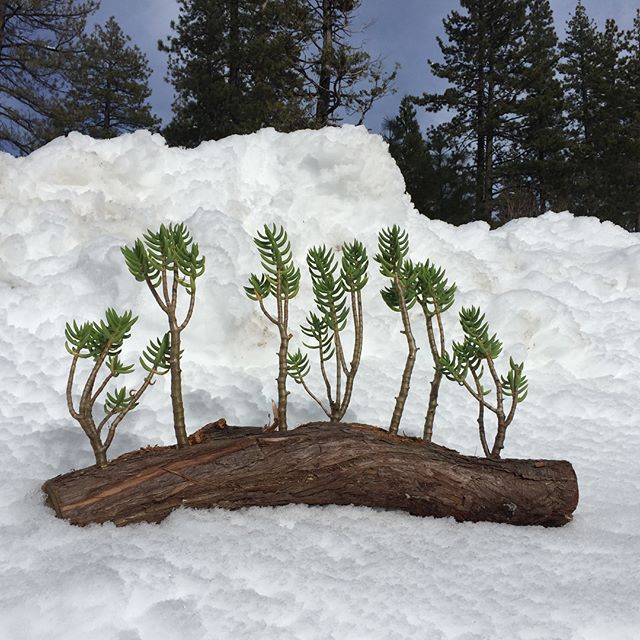 Keep the winter vibes rolling into the spring and summer this season with our Juniper Succulent Logs. We grow and fabricate each log by hand on our nursery in Encinitas start to finish. We planted succulent Crassula “Pine Tree” for these planters to give them a mountain look but also have the minimal maintenance quality. Available for sale at our nursery while supplies last.
.
.
.
#bringnatureinside #naturalsucculentplanter #crassula #succulentplanter #wintervibes #cosgroveorchids