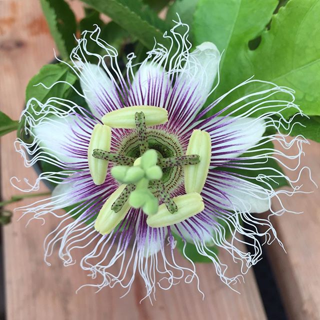 We&rsquo;re growing with a passion.... fruit vine! Check out these exotic flowers of the Passiflora edulis now in bloom at our nursery!
.
.
.
.
#passionfruitflower #Passifloraedulis #passionfruit #passionfruitvine #growingwithapassion #cosgroveorchid