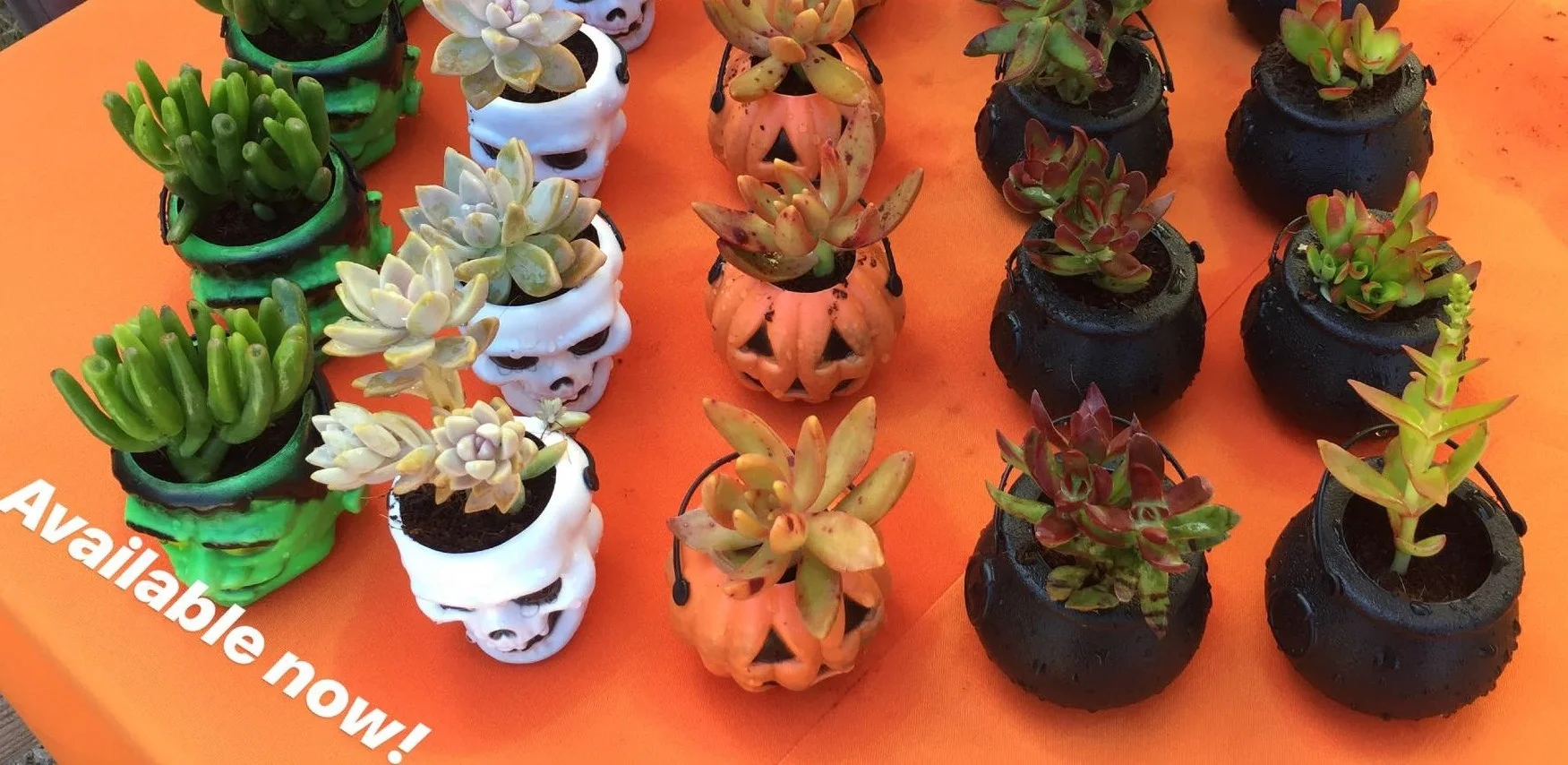 Succulent Planters Cosgrove Cymbidium Co