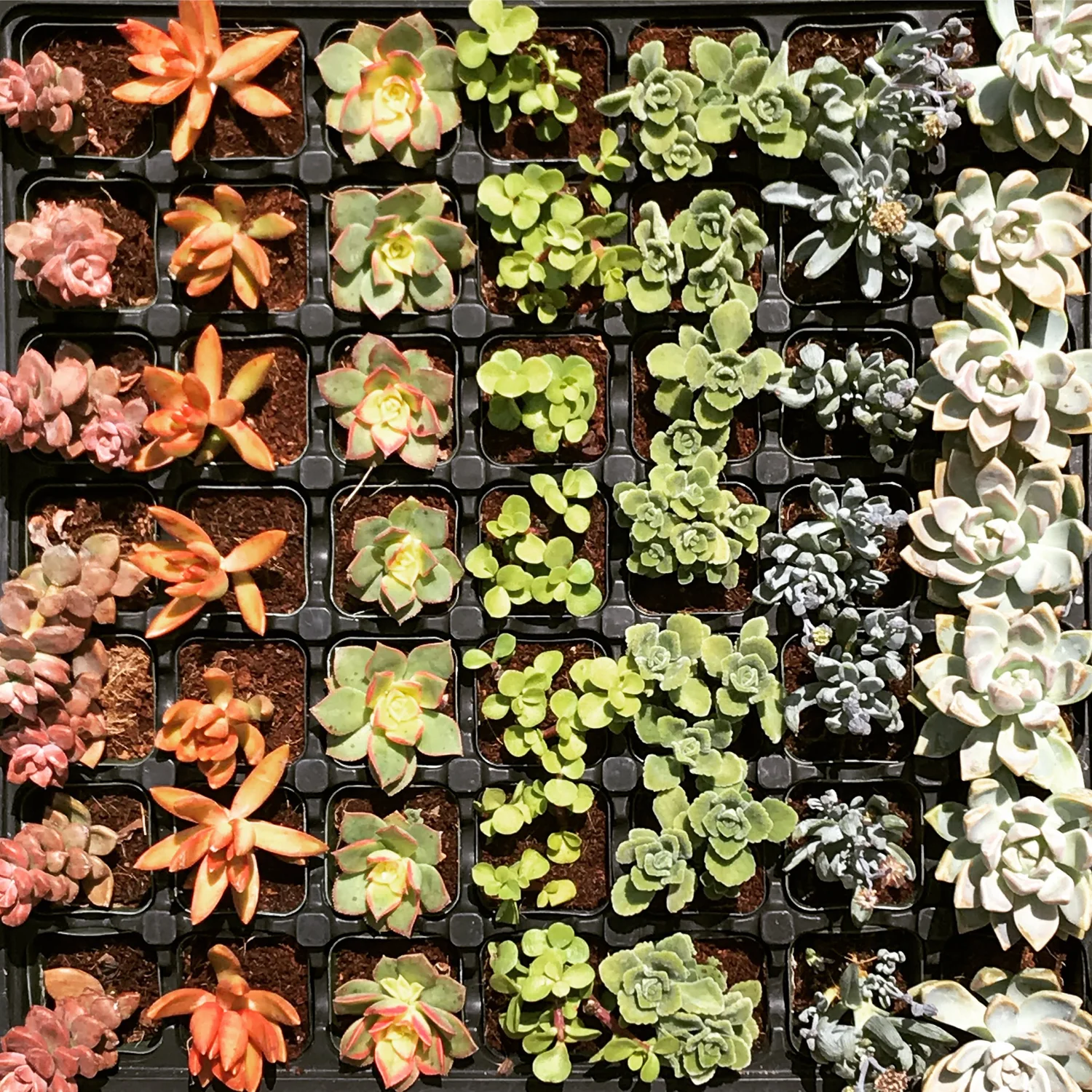 Succulents — Cosgrove Cymbidium Co.