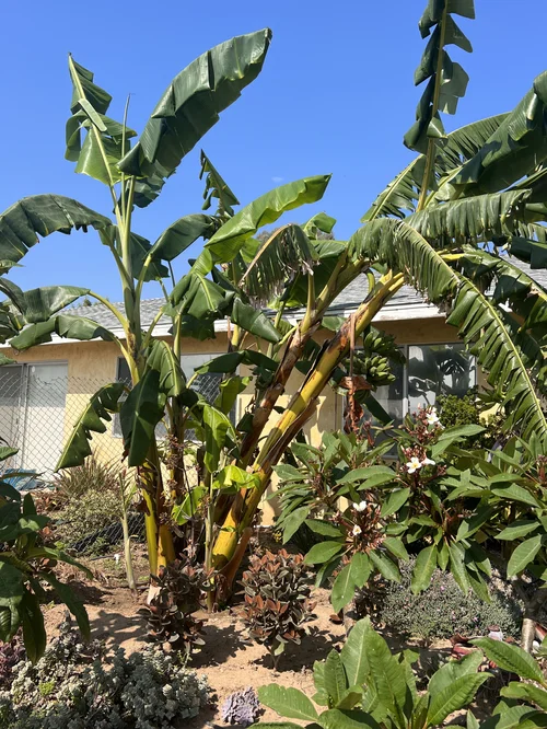 Landscape Tropical Plants — Cosgrove Cymbidium Co.