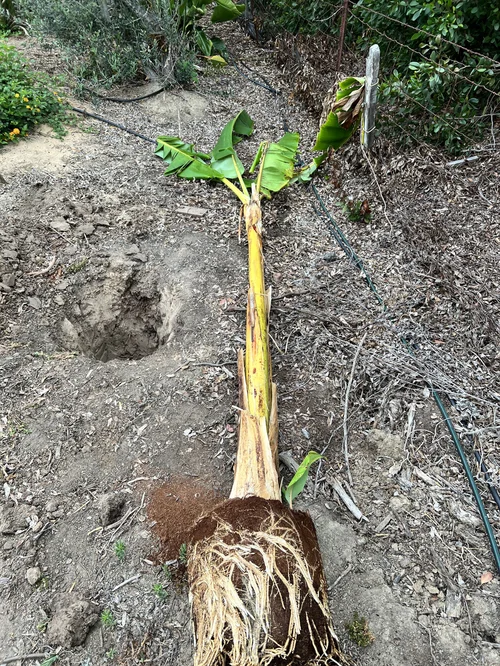 What Do Banana Tree Roots Look Like