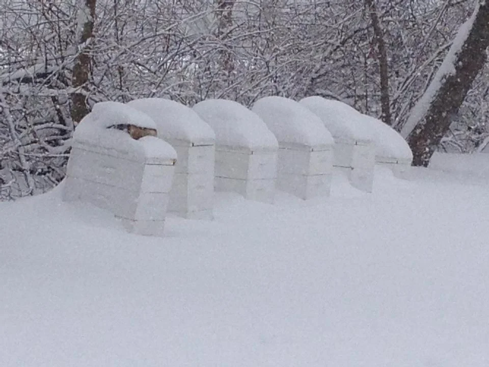 Hives after a blizzard in 2014
