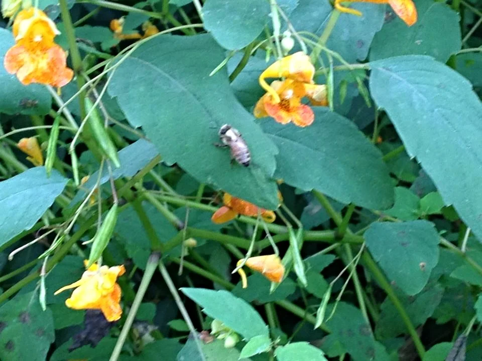 A bee on jewelweed (Impatiens capensis), which is one of my favorite native plants.  The location of the pollen in the flower leaves a white blaze on the workers' back- something I've never seen.