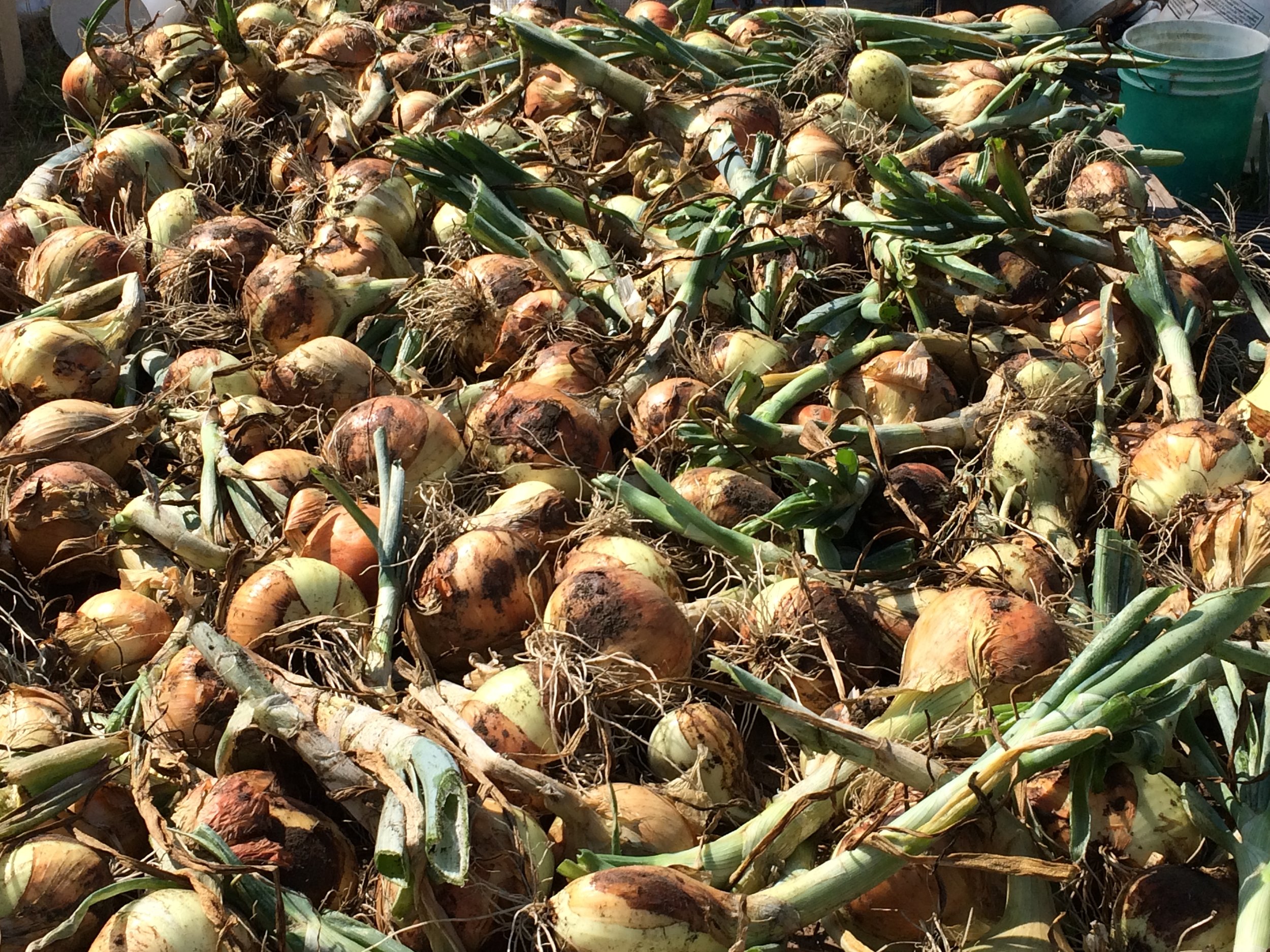 Early summer Sweet Onions