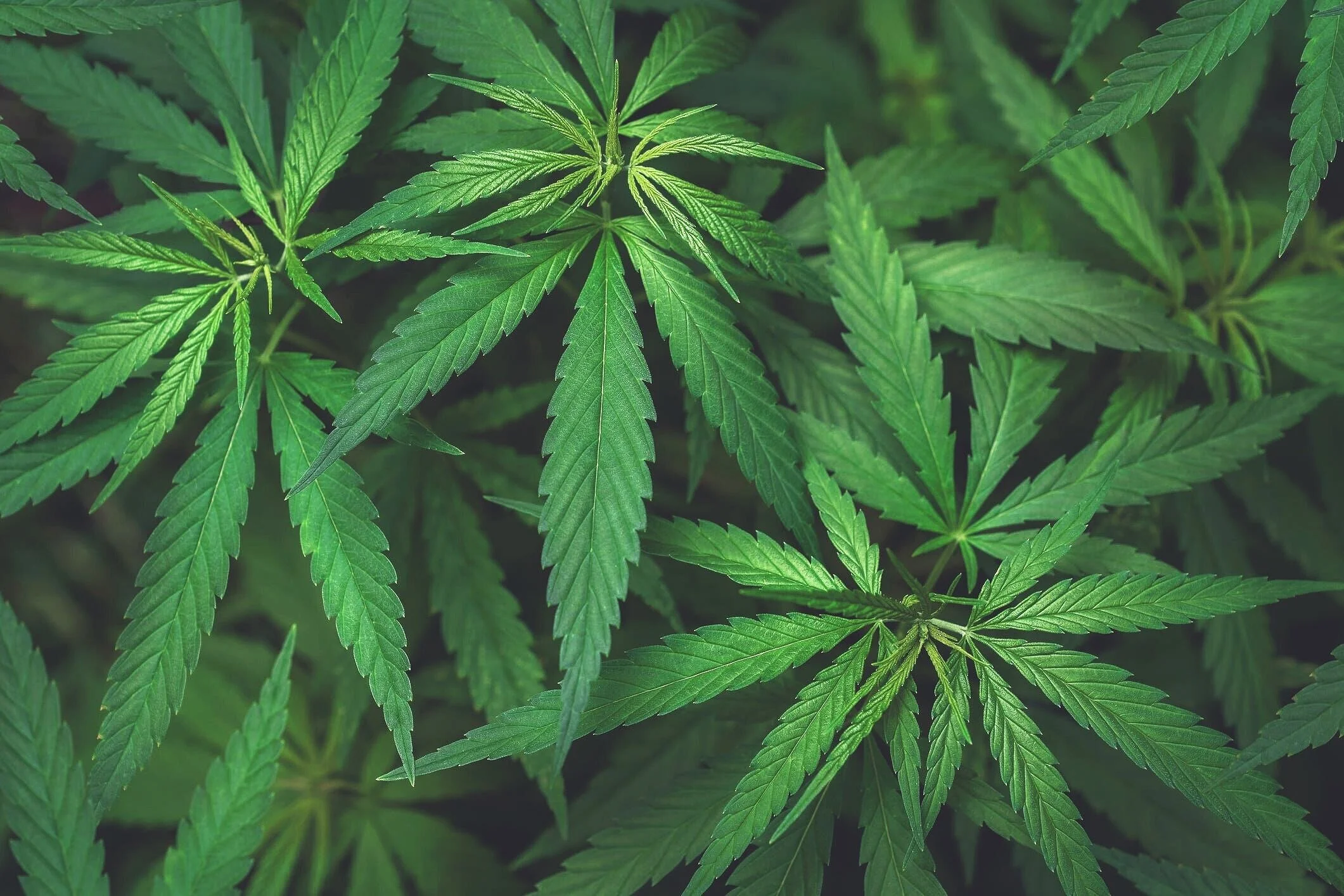 marijuana-leaves+%281%29.jpg