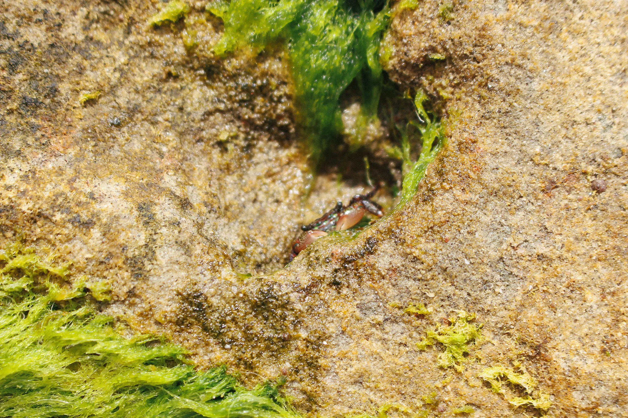 Can you see the cute little crab?