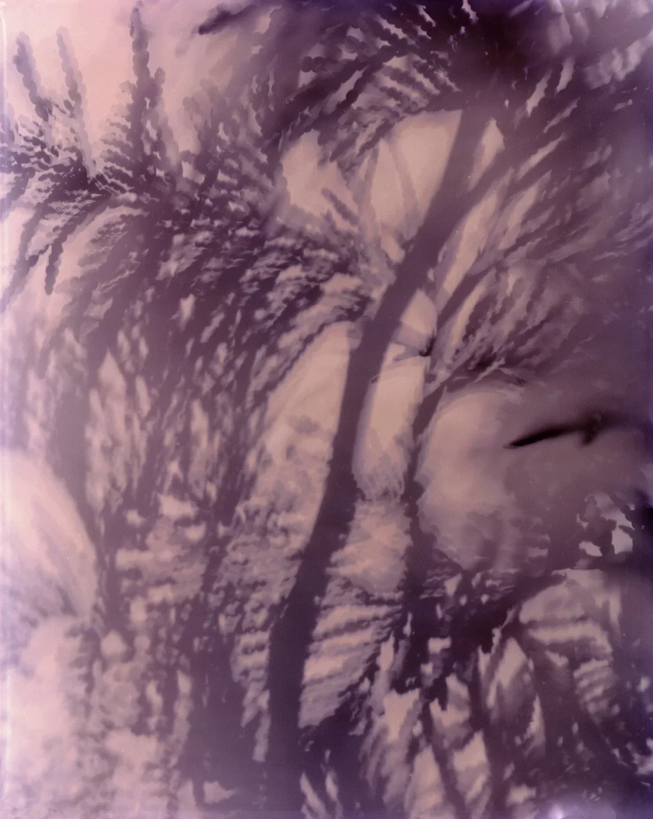 Hunter's Cedar , 2017, 20 inches x 16 inches, Archival Inkjet Print