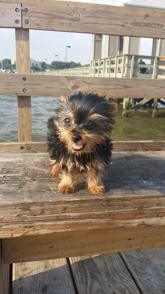 Dexter Sitting on the Dock of the Bay