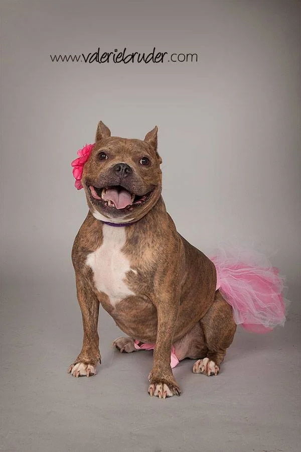 Miss Piggy the Bully Ballerina