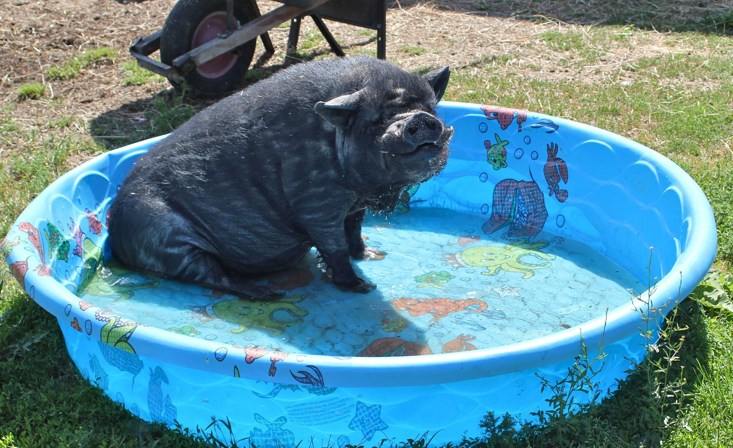 Herbie Makin a Splash