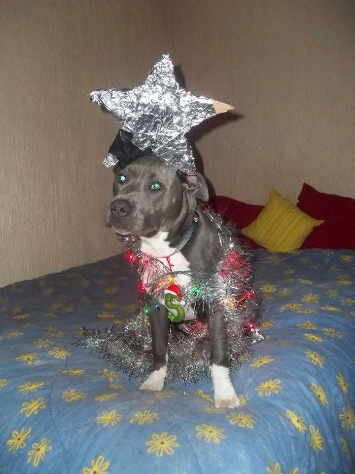 Smitty the Christmas Tree