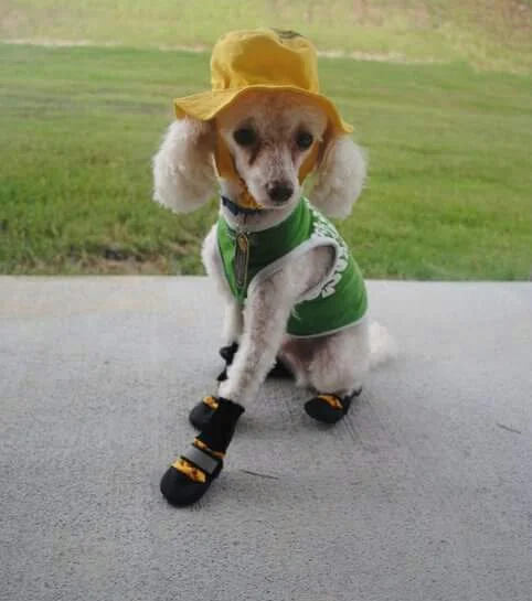 Chester Ready for the Rain