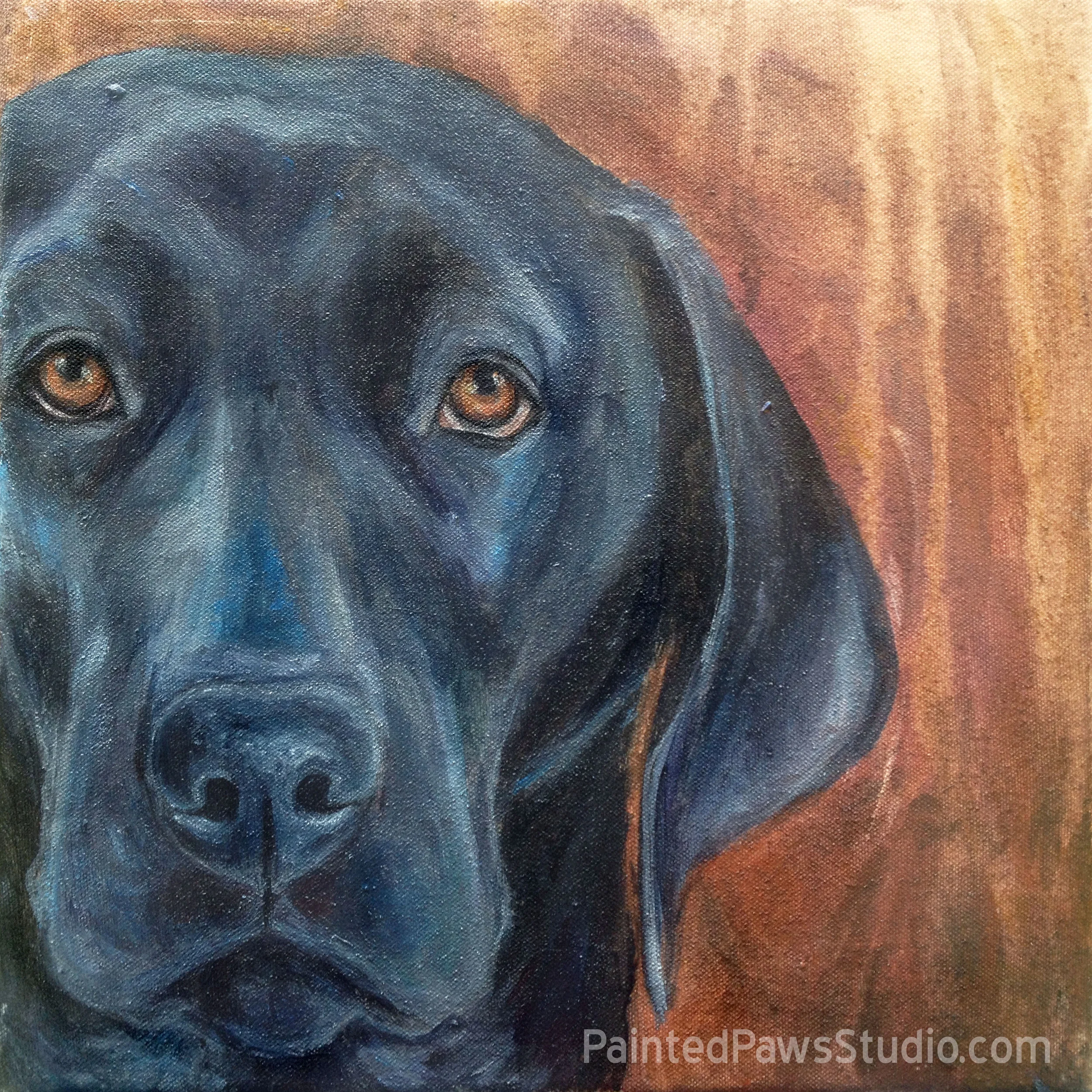 Licorice Lab | 12" x 12" | standard background