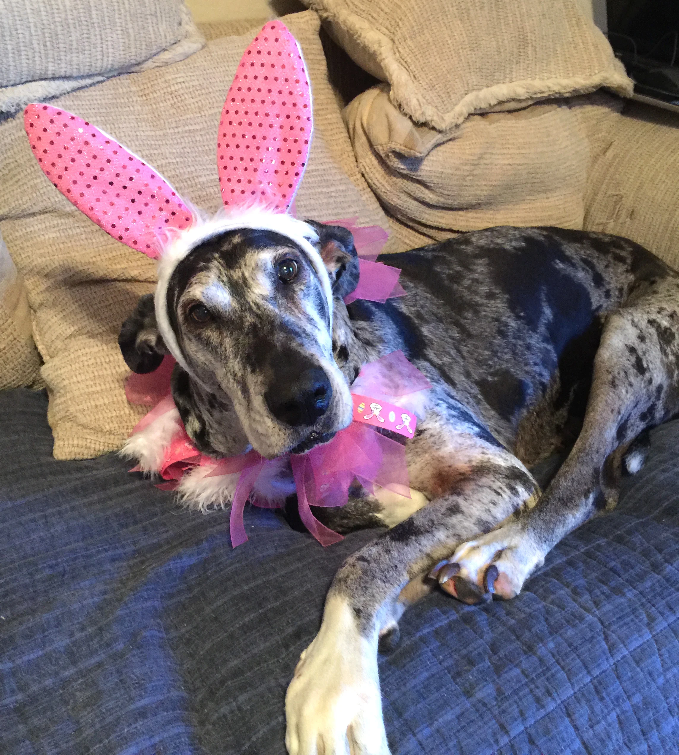 Reva the Beautiful Bunny
