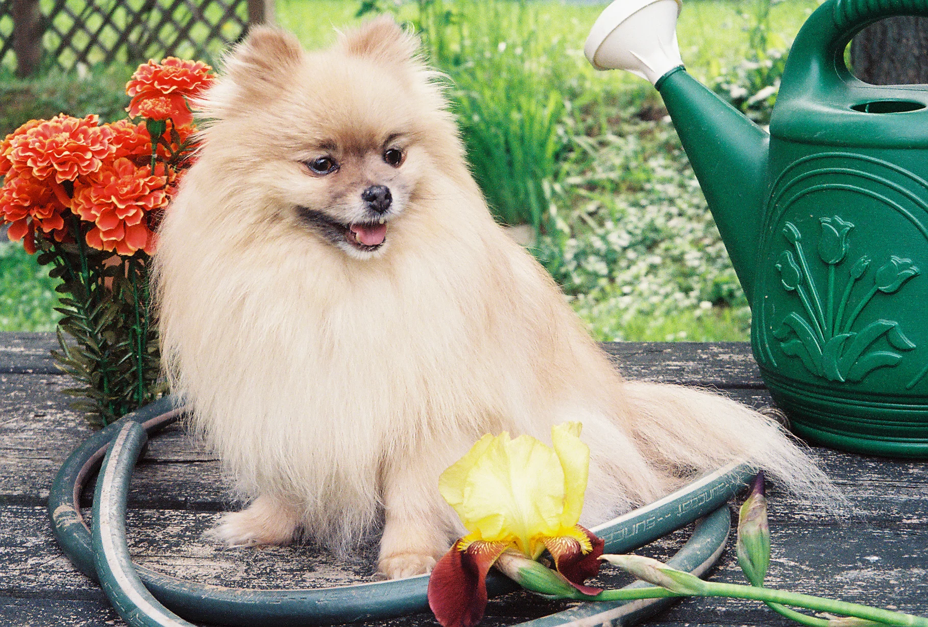 Trudy Mae, Mamma's Garden Helper