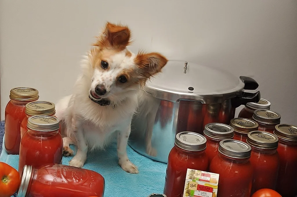 Otto the Sous Chef