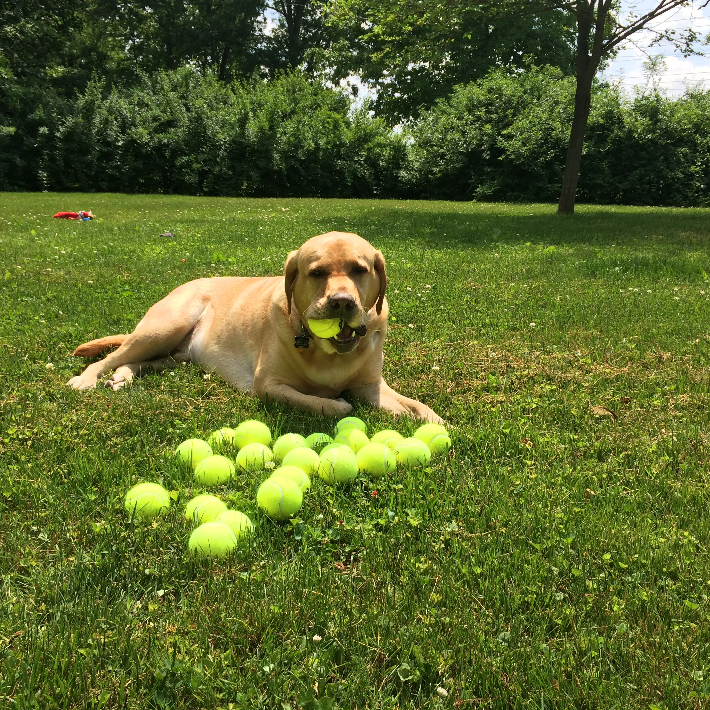 Hemi Orange Parsons Pure Bliss