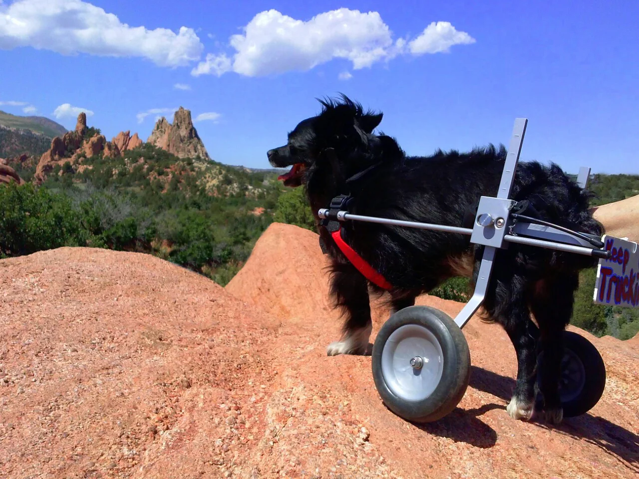 RUNNER UP - Lola Moving Mountains