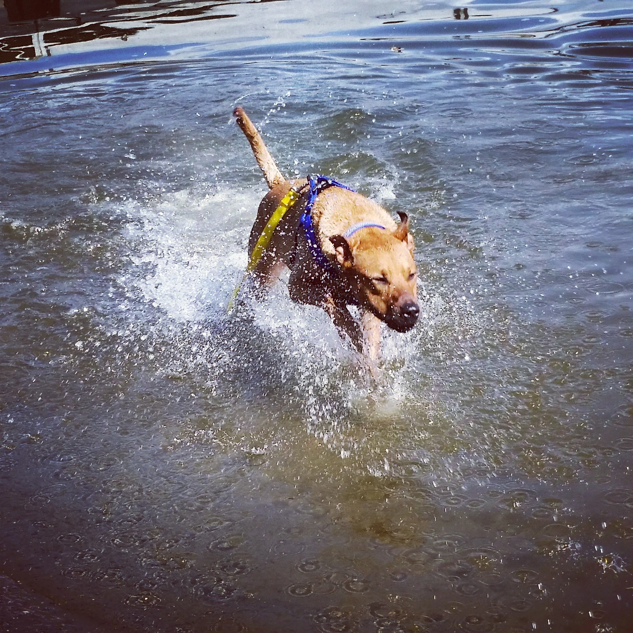 Prince Charming  A DOGphin