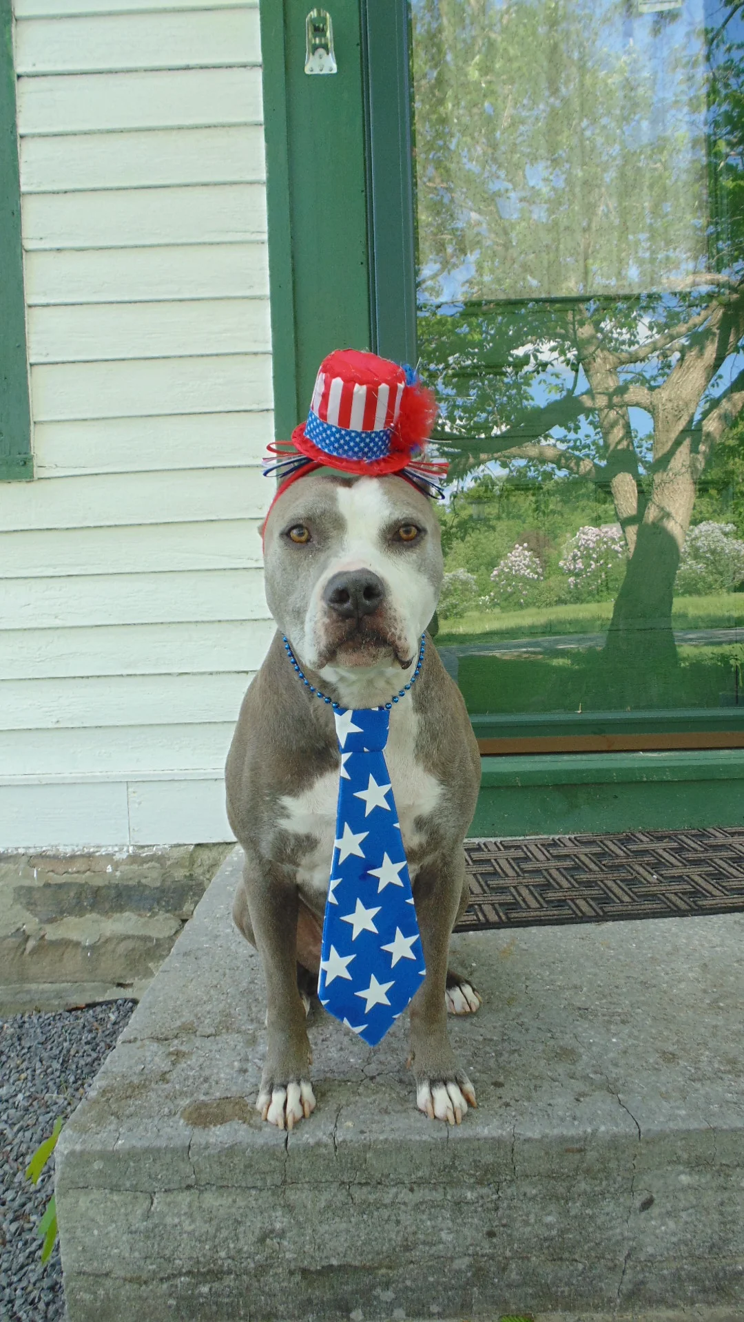 Bruno - Proud to be an American Pit Bull Terrier