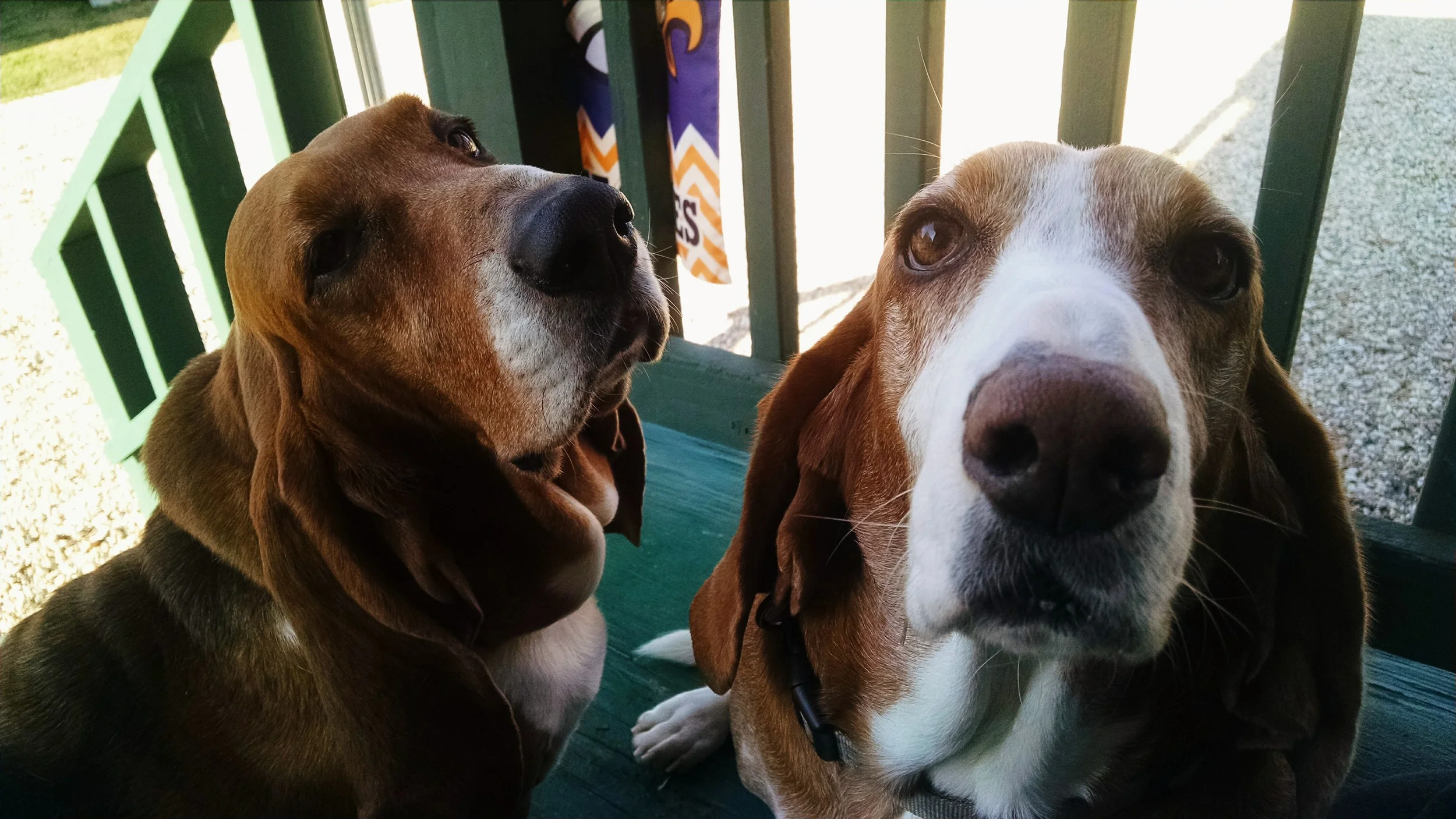 Sir Winston & Queen Bella - Reign of the Porch